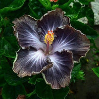 Schwarz Hibiskus Blumensamen zur Aussaat Halbschatten verträglich Traditionssorte & ohne Gentechnik Samen Hausgarten