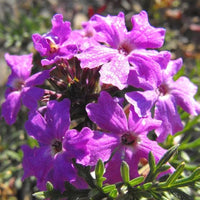 Moss Eisenkraut Eisenkraut tenuisecta Blumensamen zur Aussaat Blume Beet und Garten