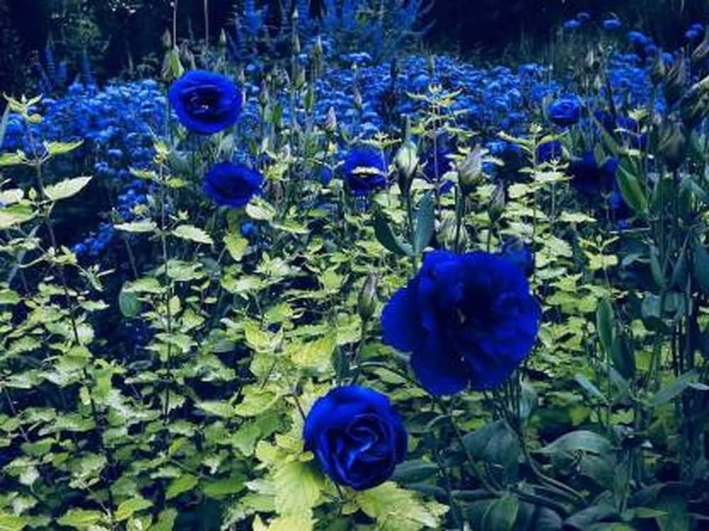 Blau Rose Baum Blumensamen zur Aussaat lang Blüte Saison Traditionssorte & ohne Gentechnik Samen Hausgarten