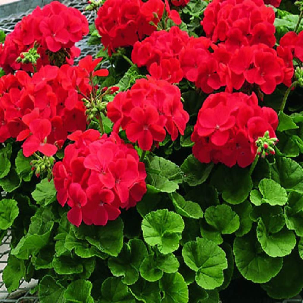 Geranie Pelargonium Blumensamen zur Aussaat sonnenliebend Traditionssorte & ohne Gentechnik Samen Hausgarten