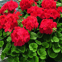 Geranie Pelargonium Blumensamen zur Aussaat sonnenliebend Traditionssorte & ohne Gentechnik Samen Hausgarten