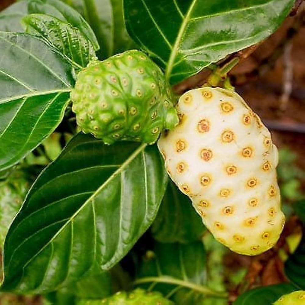Weiße Morinda citrifolia Noni Samen für einfaches Anpflanzen