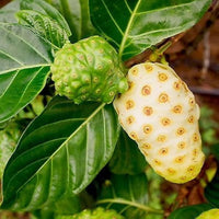 Weiße Morinda citrifolia Noni Samen für einfaches Anpflanzen
