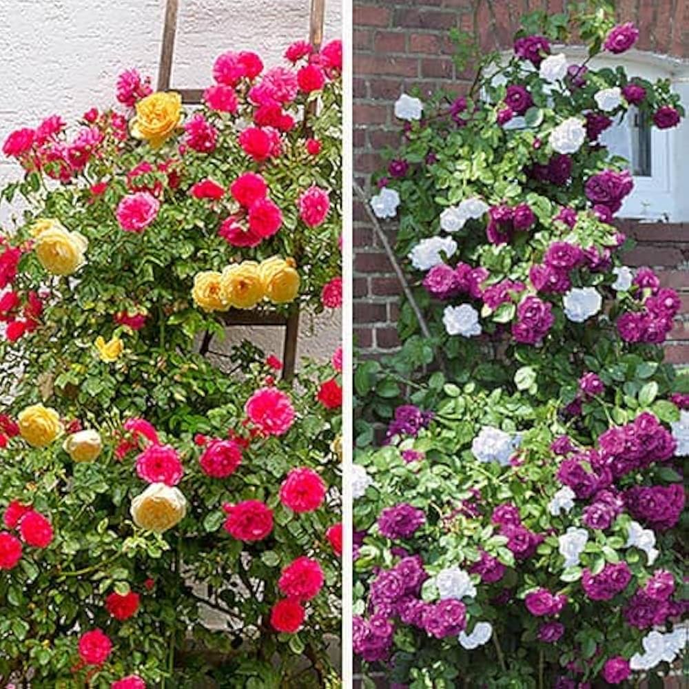 Gemischt kletternd Rose Samen Blumensamen zur Aussaat Landhaus Garten wichtig Traditionssorte & ohne Gentechnik Samen Hausgarten