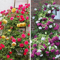Gemischt kletternd Rose Samen Blumensamen zur Aussaat Landhaus Garten wichtig Traditionssorte & ohne Gentechnik Samen Hausgarten