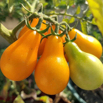 Gelbe pear tomato solanum lycopersicum für aussaat in raised beds