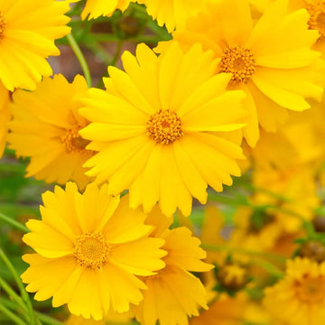 Multi Lanceolata Blumensamen zur Aussaat ideal Rabatten Traditionssorte & ohne Gentechnik Samen Hausgarten