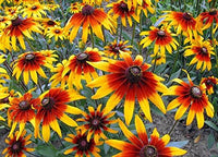 Sonnenhut Hirta Blumensamen zur Aussaat Blume Beet