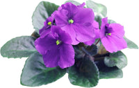 African Violett Saintpaulia Blumensamen zur Aussaat