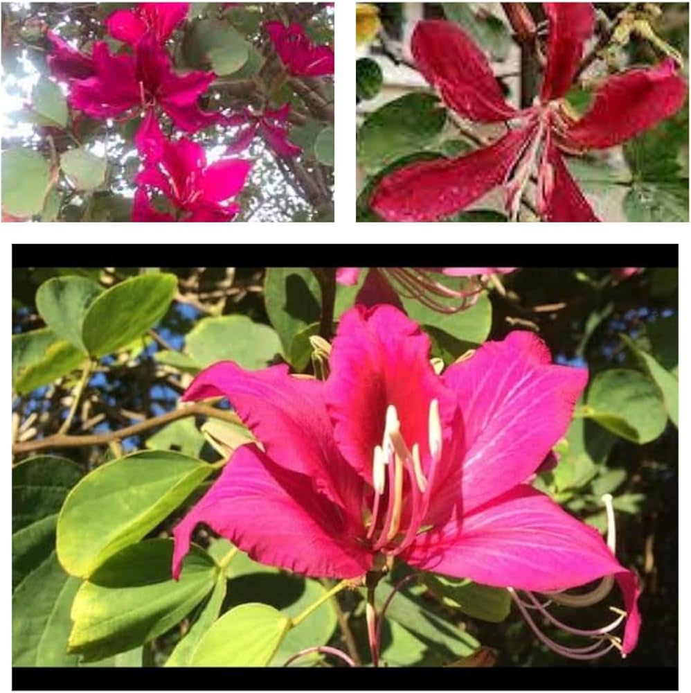 Rot Bauhinia Blumensamen zur Aussaat Drought verträglich Traditionssorte & ohne Gentechnik Samen Hausgarten