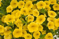 tief Gelb Petunie Blumensamen zur Aussaat Traditionssorte ohne Gentechnik Anzucht Garten Samen