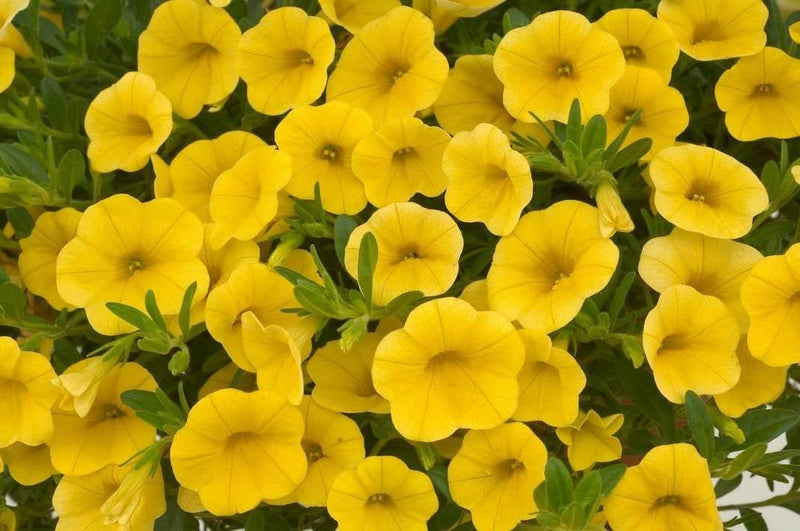 tief Gelb Petunie Blumensamen zur Aussaat Traditionssorte ohne Gentechnik Anzucht Garten Samen