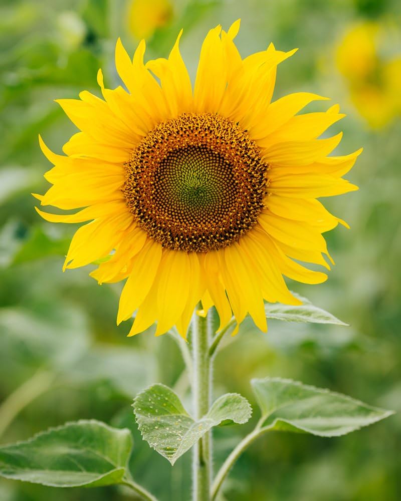 riesig Sonnenblume Samen Huge blühend Schauanlagen