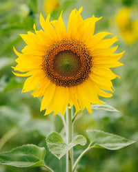 Sonnenblume Samen zur Aussaat Helianthus Annuus Gemischt riesig Blume Beet fence line