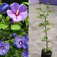Blau Hibiskus Blumensamen Wildblume Mischung Traditionssorte & ohne Gentechnik Samen Hausgarten