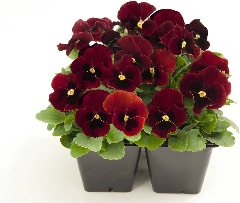 Pansy semi delta pure rose for garten