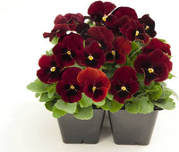 Pansy semi delta pure rose for garten