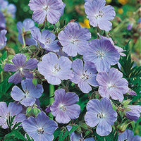 Blau Geranie Blumensamen Pelargonium spp. zur Aussaat Blume Border und Garten Beet