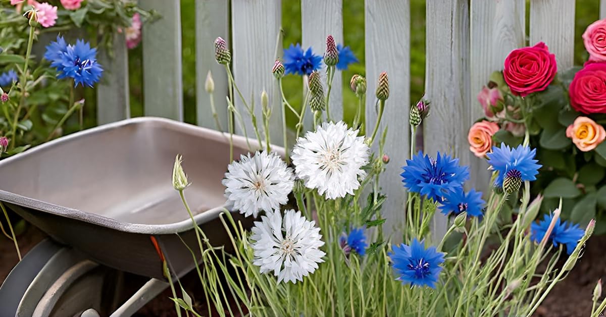 Cornflower samen for ornamental bonsai blume gardens