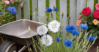Cornflower samen for ornamental bonsai blume gardens