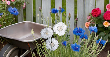 Cornflower samen for ornamental bonsai blume gardens