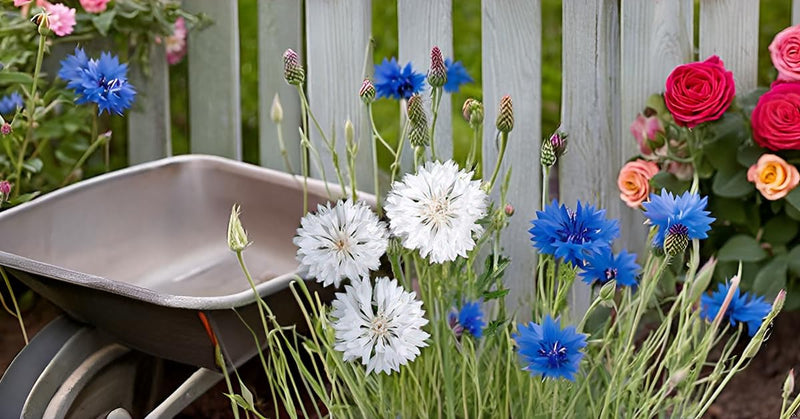 Cornflower samen for ornamental bonsai blume gardens
