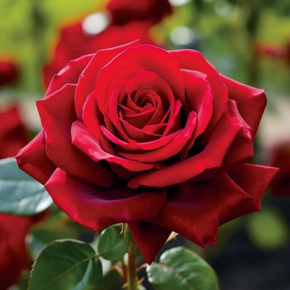 Roses Blumensamen zur Aussaat hochwertige Qualitäts- Traditionssorte & ohne Gentechnik Samen Hausgarten