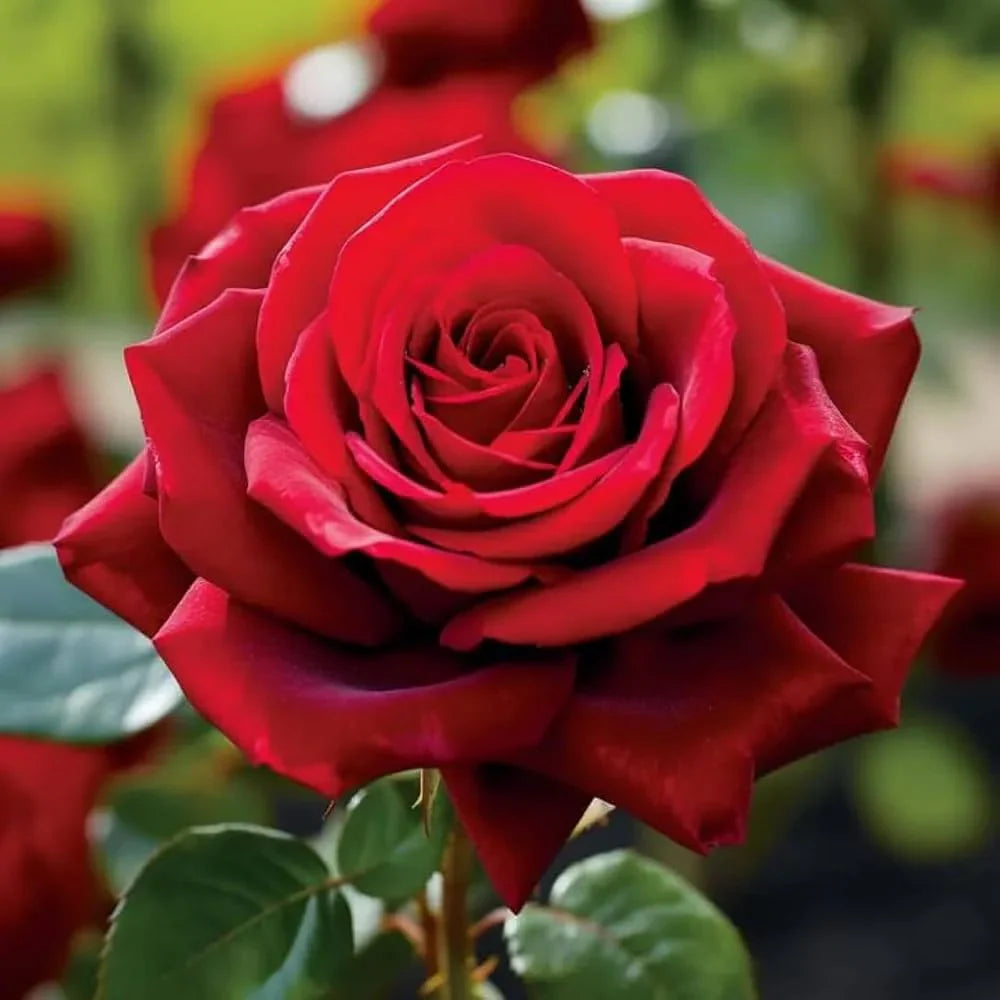 Rose Blume Samen Blumensamen zur Aussaat Anzucht Traditionssorte & ohne Gentechnik Samen Hausgarten