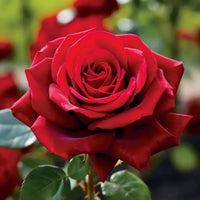 Rose Blume Samen Blumensamen zur Aussaat Anzucht Traditionssorte & ohne Gentechnik Samen Hausgarten