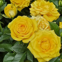Feston Lila Gelb Rose Blumensamen zur Aussaat – Wildblume Mischung – Traditionssorte & ohne Gentechnik Samen Hausgarten