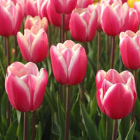 Rosa weiß tulip blume samen for anpflanzung - fragrant blossoms, heirloom & gmo free samen for home garten
 
 sale samen for home garten