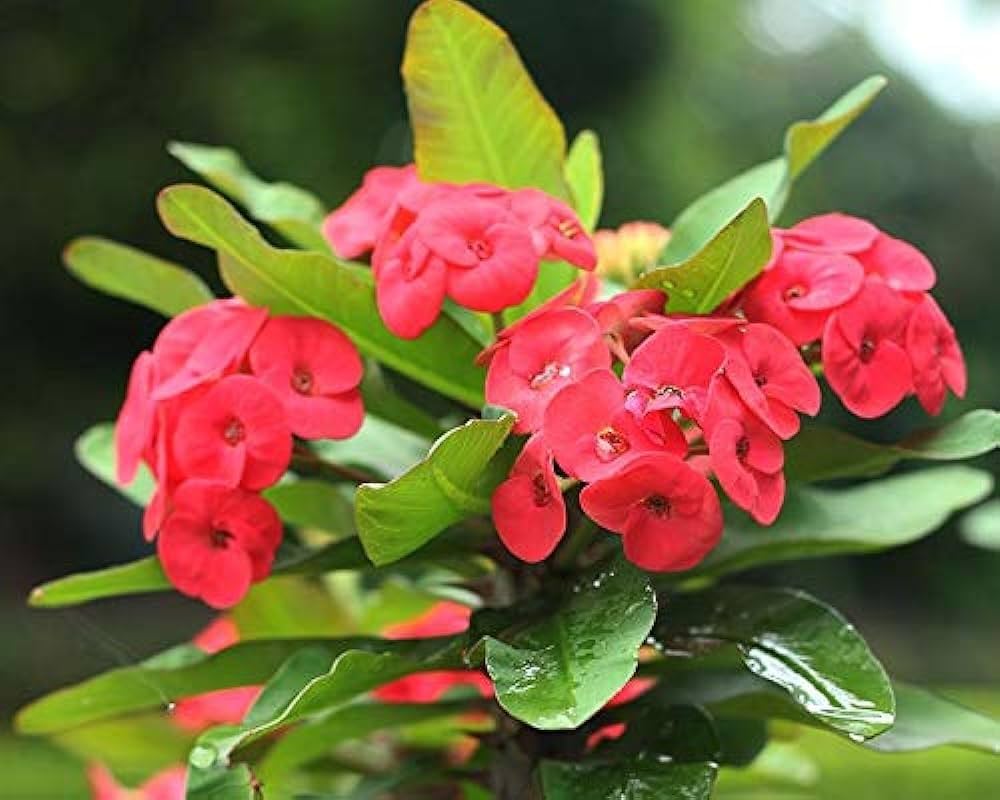 Milii Blumensamen zur Aussaat – Wildblume Mischung – Traditionssorte & ohne Gentechnik Samen Hausgarten