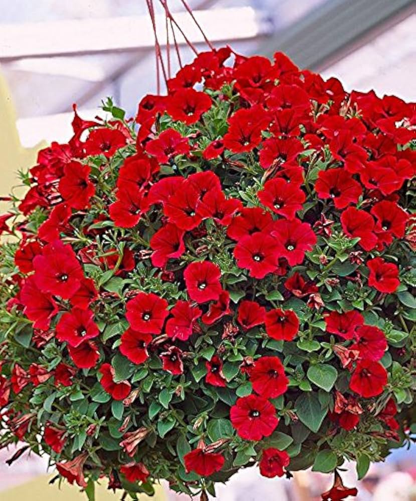 Pelleted Samen Logro Rot Petunie groß Blumen