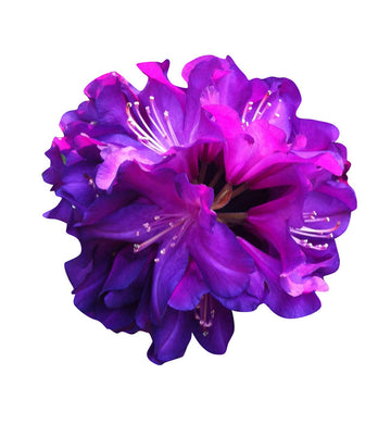 Lila (lila azalea) samen for anpflanzung in home garten