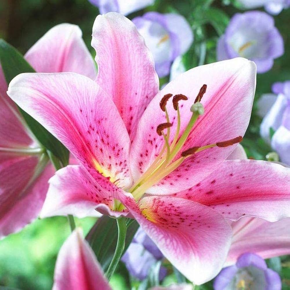 hell Rosa Lilium Blumensamen zur Aussaat sonnenliebend Traditionssorte & ohne Gentechnik Samen Hausgarten
