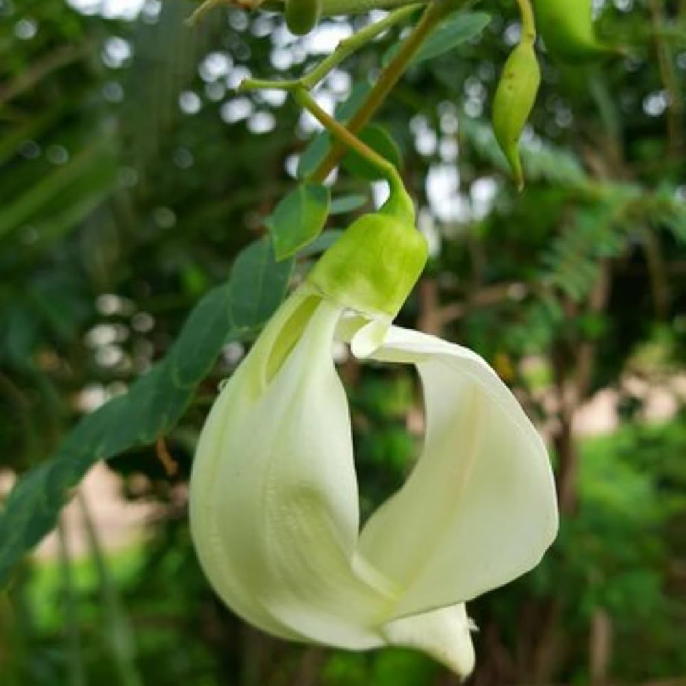 Heron blume samen for anpflanzung - long bloom season, heirloom & gmo free samen for home garten
 
 sale samen for home garten