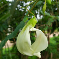 Heron blume samen for anpflanzung - long bloom season, heirloom & gmo free samen for home garten
 
 sale samen for home garten