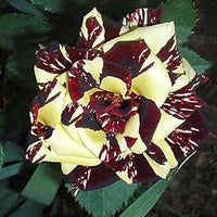 Rot gelb abracadabra blume samen for anpflanzung - fragrant blossoms, heirloom & gmo free samen for home garten
 
 sale for anpflanzung in home garten