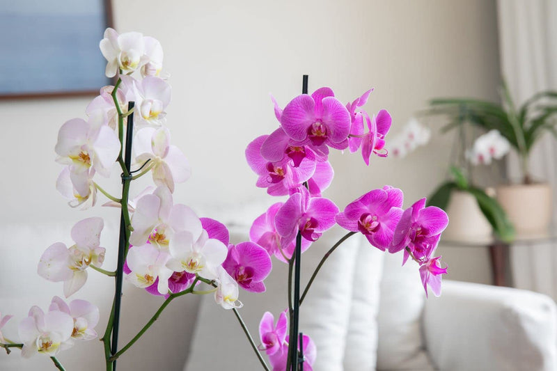 Lila Schmetterlingsorchidee Orchidee Blumensamen zur Aussaat kompakt Wuchs Traditionssorte & ohne Gentechnik Samen Hausgarten