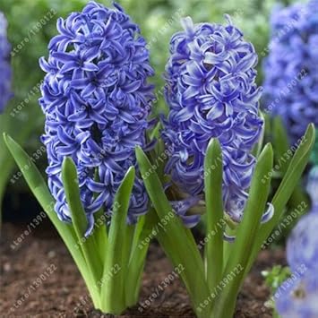 Blau hyacinth blume samen for anpflanzung - cut blume favorite, heirloom & gmo free samen for home garten
 
 sale for anpflanzung in home garten