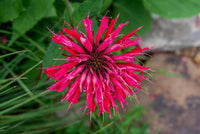 Rosa Wild Bergamot Monarda Fistulosa Mintleaf Bee Balm Blumensamen zur Aussaat – robust Sorte – Traditionssorte & ohne Gentechnik Samen Hausgarten