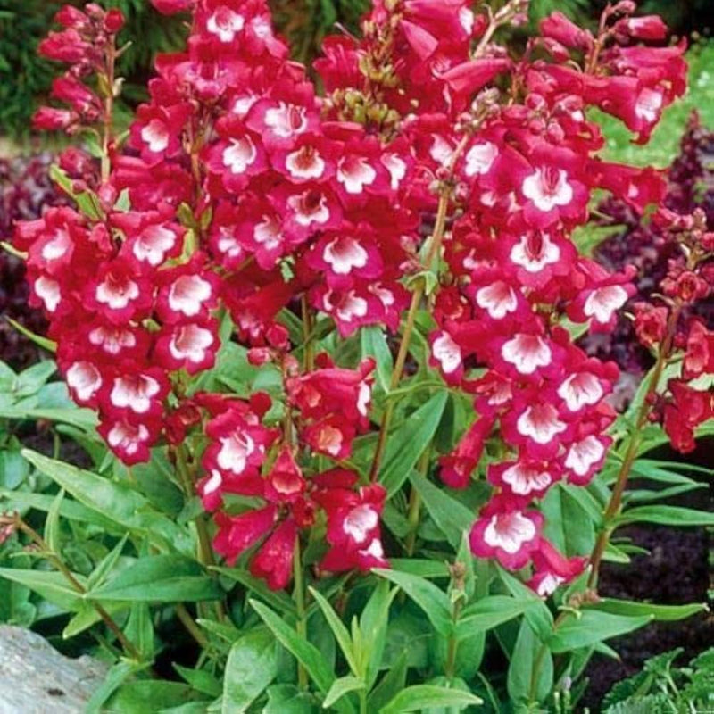 Penstemon flagstaff rot & weiß blume samen for perennial anpflanzung