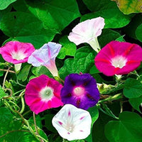 Glory Morning Glory Blumensamen zur Aussaat