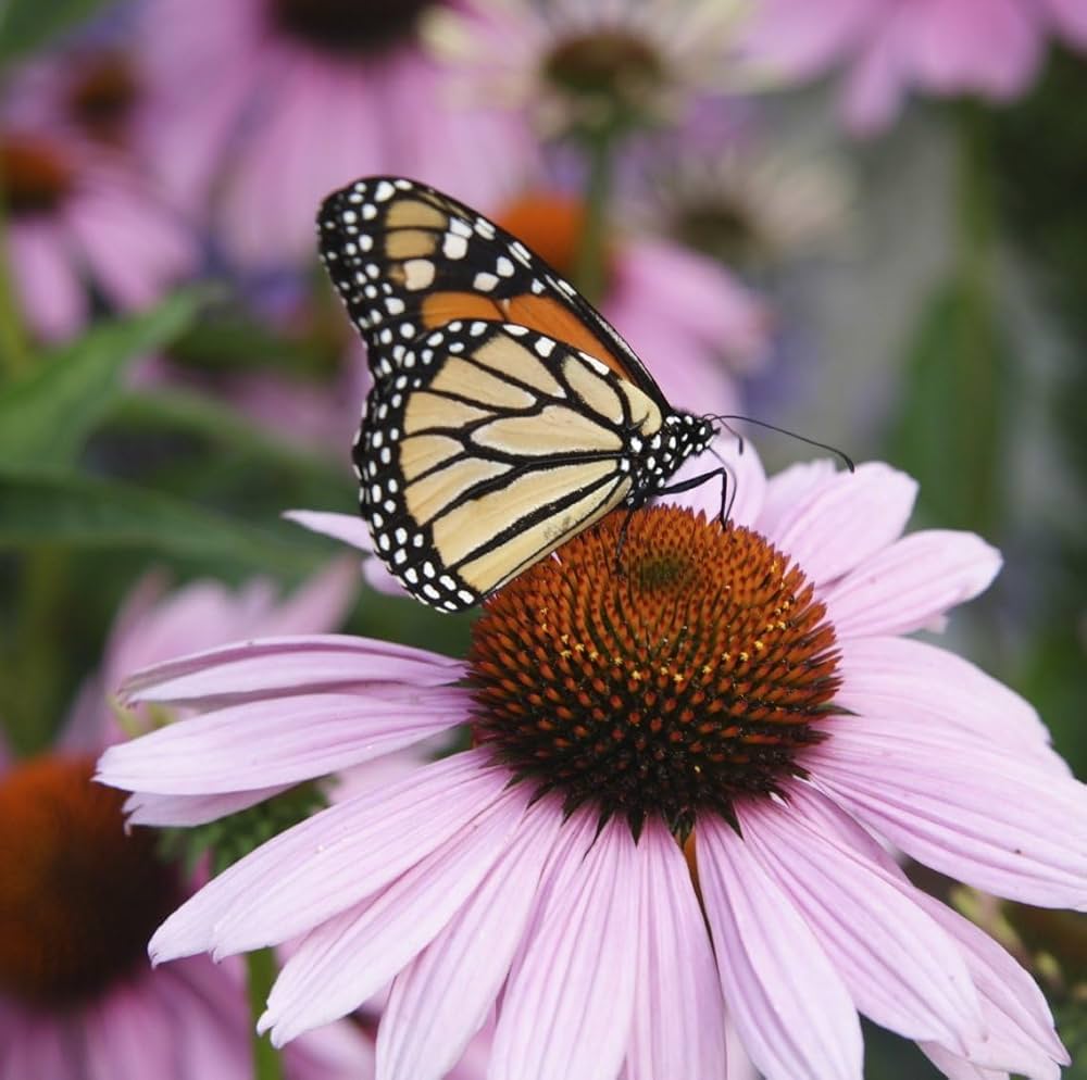 Clutch Coneflower Echinacea purpurea Samen zur Aussaat Wildblume Schmetterling Garten