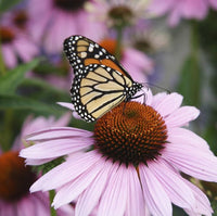 Coneflower Samen zur Aussaat Echinacea Purpurea Bestäuber Garten Blume border