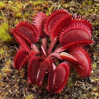 Insectivorous blume samen for anpflanzung - shade tolerant, heirloom & gmo free samen for home garten
 
 sale for anpflanzung in home garten.