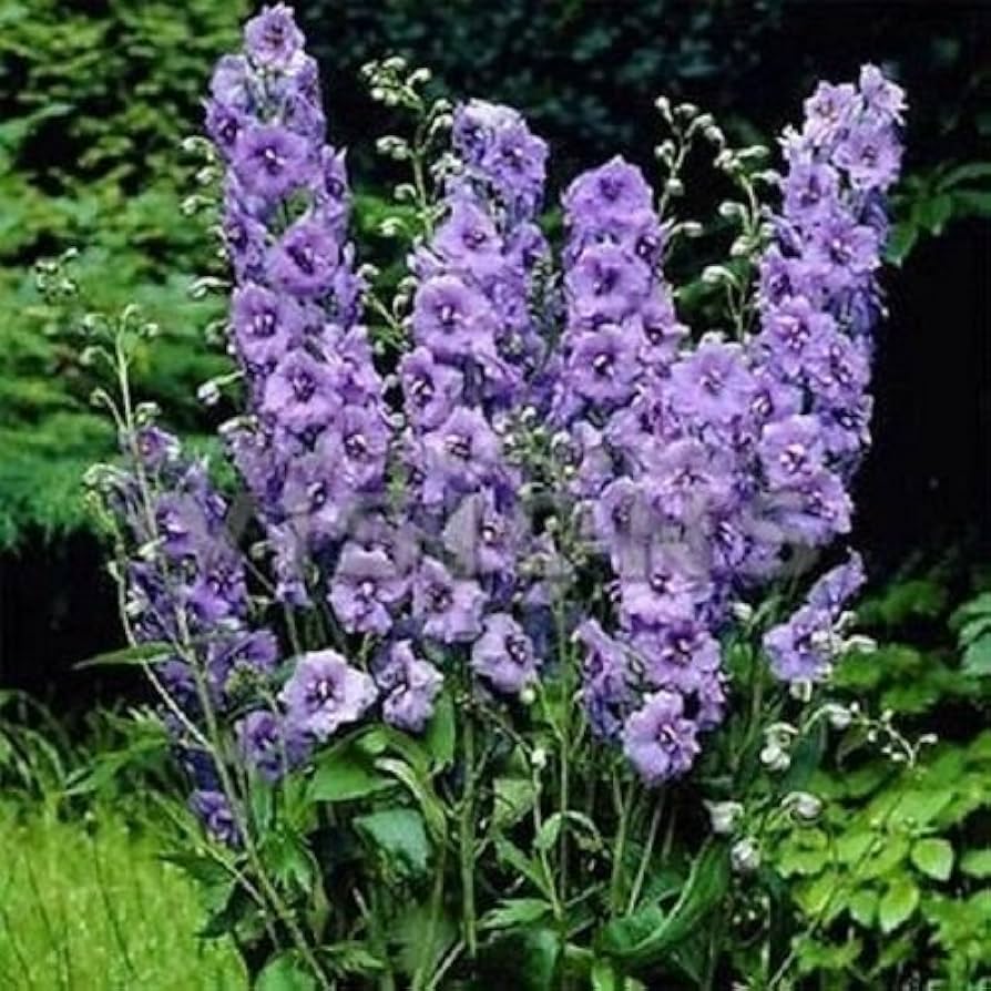 Lila delphinium mix for anpflanzung in blume bed