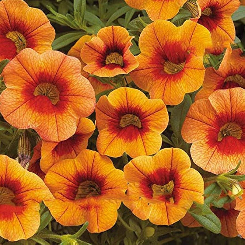 Apricot Punch, calibrachoa, pétunia biologique, graines à semer, balcon et paniers suspendus