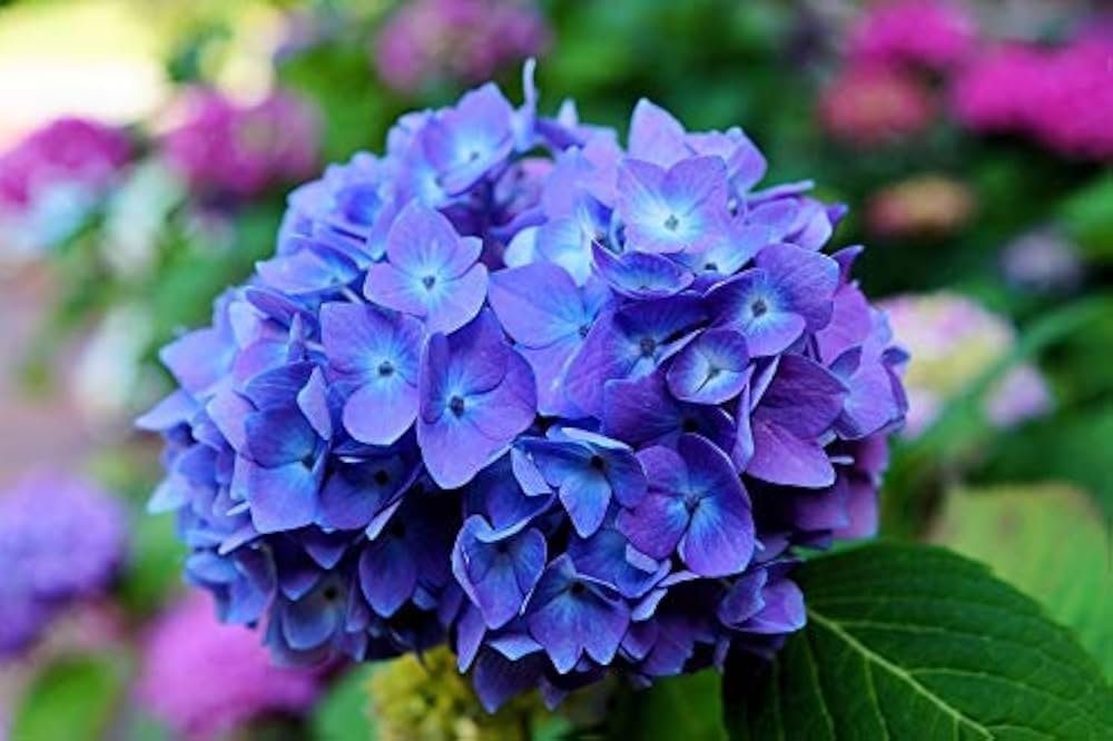 Blau & Gelb Hortensie Blumensamen zur Aussaat Garten beliebt Traditionssorte & ohne Gentechnik Samen Hausgarten