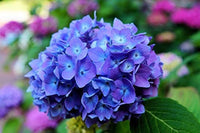 Blau & Gelb Hortensie Blumensamen zur Aussaat Garten beliebt Traditionssorte & ohne Gentechnik Samen Hausgarten